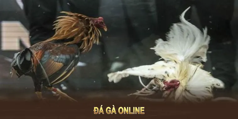 Cách Chơi Đá Gà WS168 Tại WINVN Hiệu Quả Cho Cược Thủ
